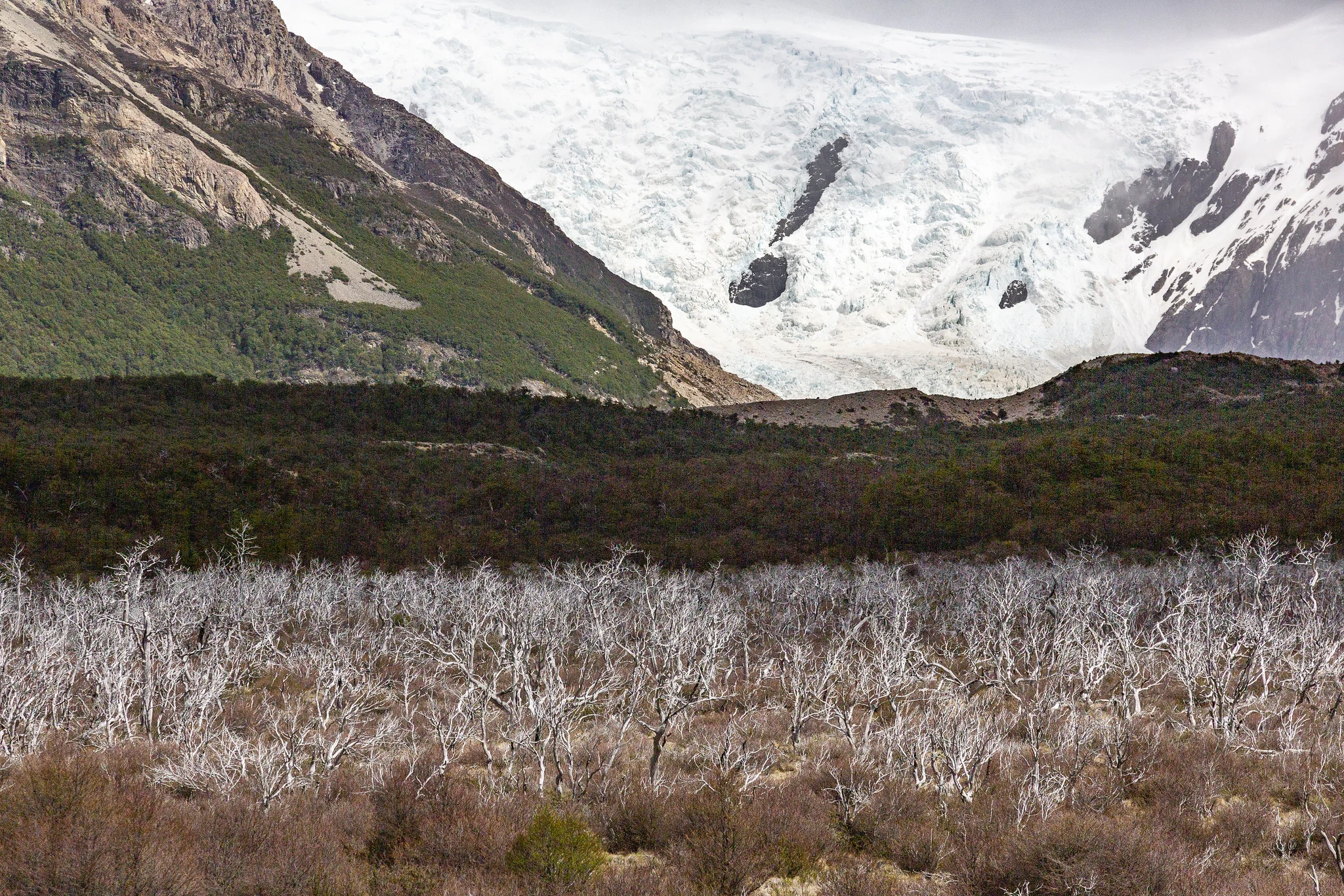 Foto de Glaciar Torre