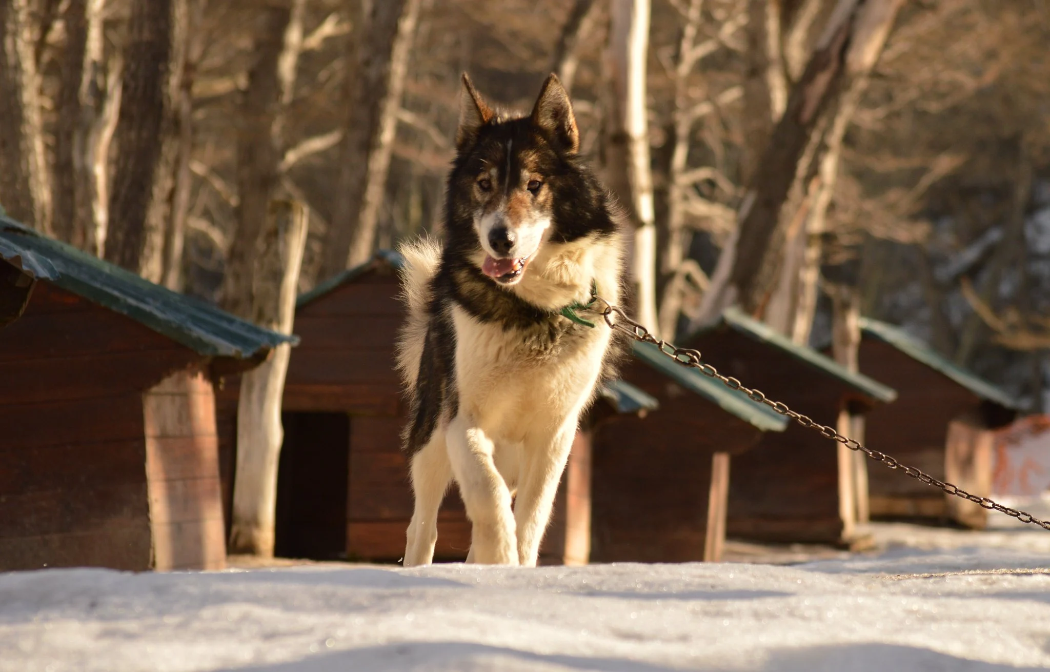 Foto de Siberianos de Fuego