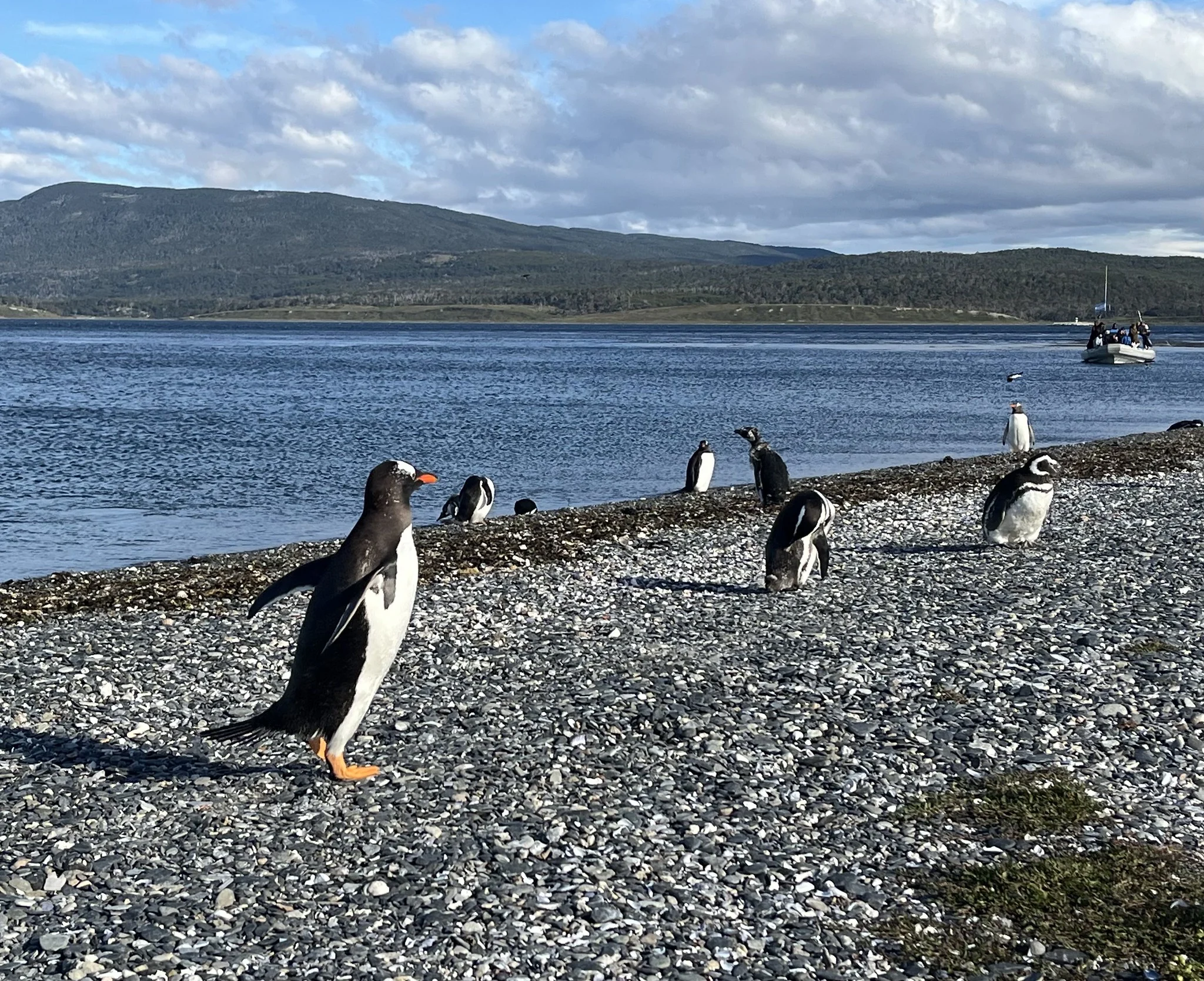 Foto de Isla Martillo