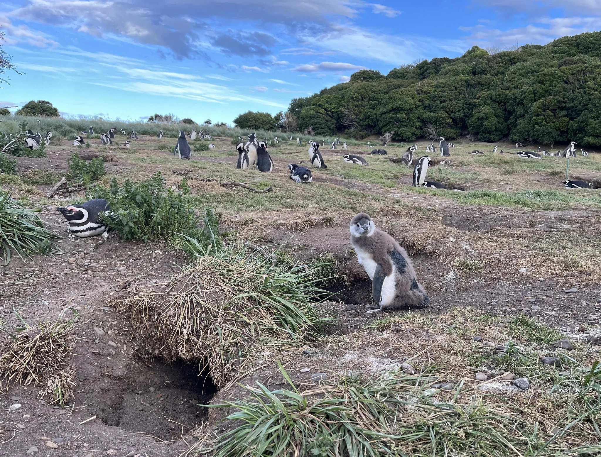 Foto de Isla Martillo